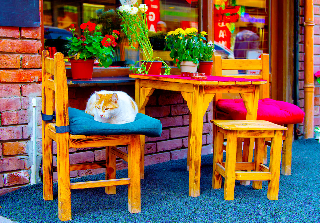 Chat sur une terrasse de rue, Istanbul, Turquie jigsaw puzzle in Animaux puzzles on TheJigsawPuzzles.com