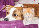 Little Kitten with American Staffordshire Terrier