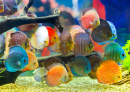 Discus Fish in the Aquarium