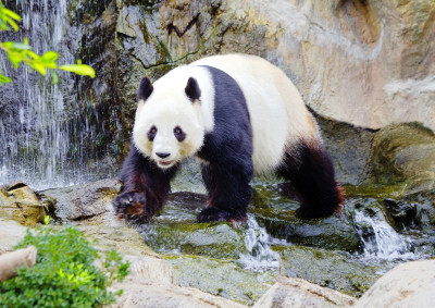 Giant Panda jigsaw puzzle in Animals puzzles on TheJigsawPuzzles
