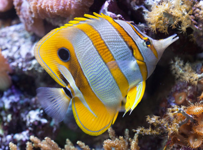 Copperband Butterflyfish jigsaw puzzle in Under the Sea puzzles on ...