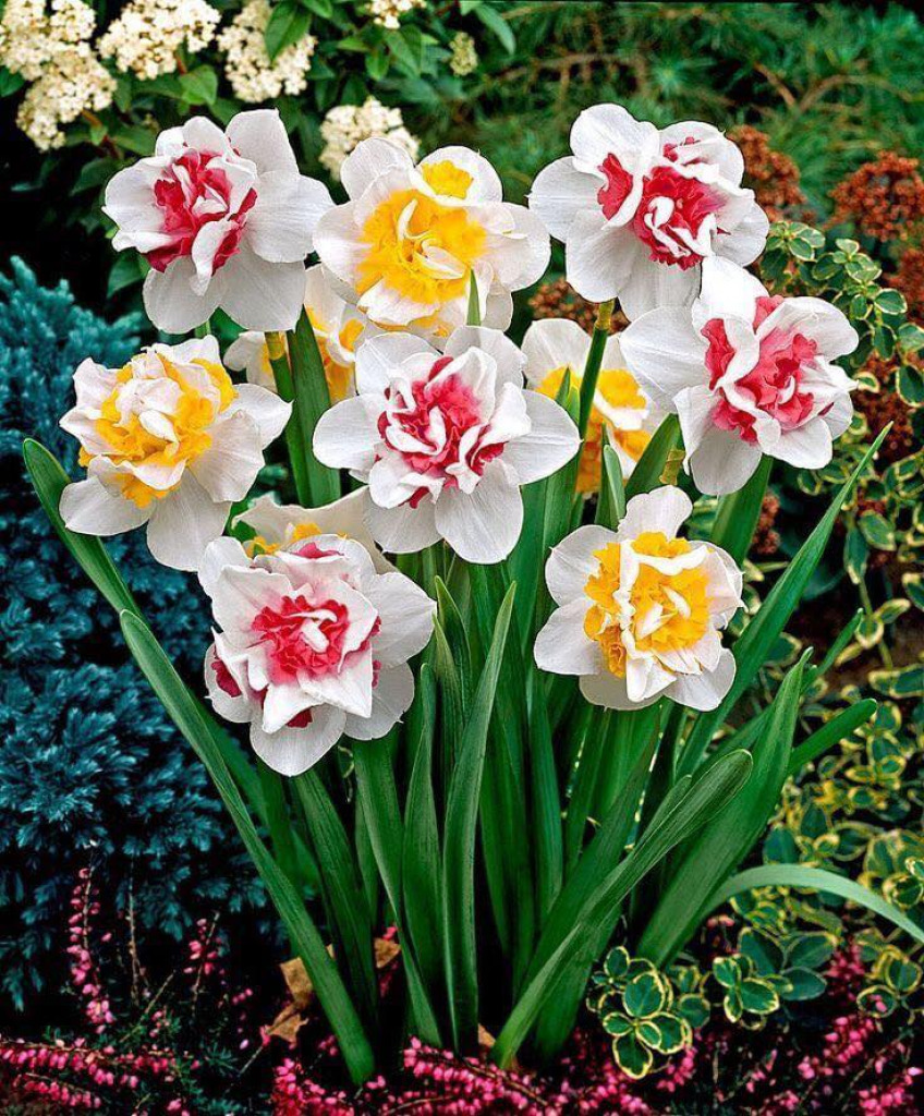 colorful daffodills jigsaw puzzle in Sharlene McIntyre puzzles on TheJigsawPuzzles.com