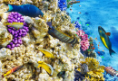 Underwater World with Corals and Tropical Fish