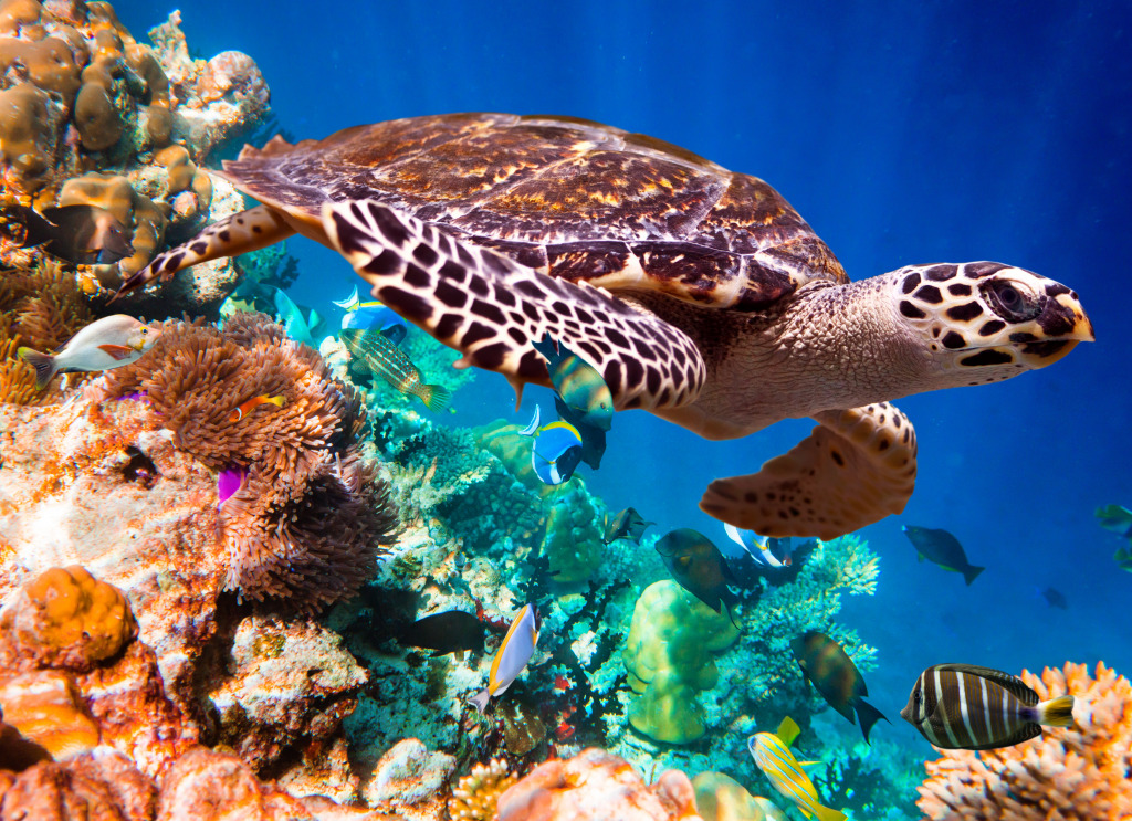 Hawksbill Turtle jigsaw puzzle in Under the Sea puzzles on TheJigsawPuzzles.com