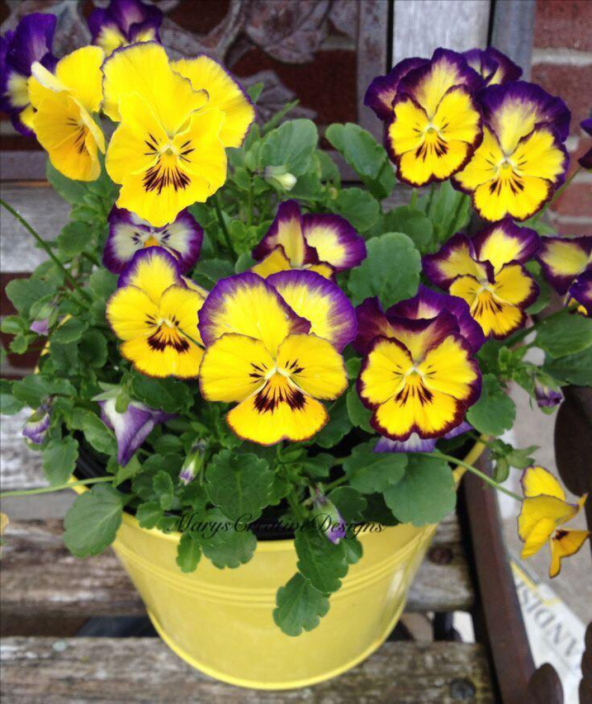 purple and yellow pansies jigsaw puzzle in Sharlene McIntyre puzzles on TheJigsawPuzzles.com