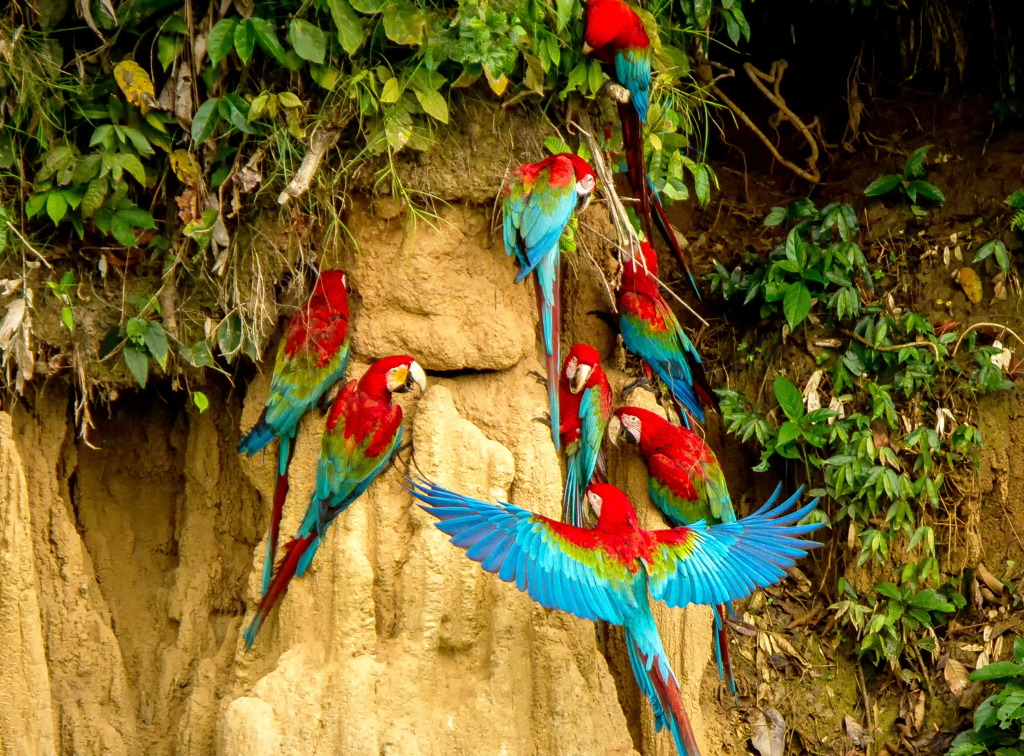 Red and Green Macaws in Brazil jigsaw puzzle in Animals puzzles on TheJigsawPuzzles.com