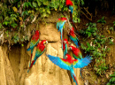 Red and Green Macaws in Brazil