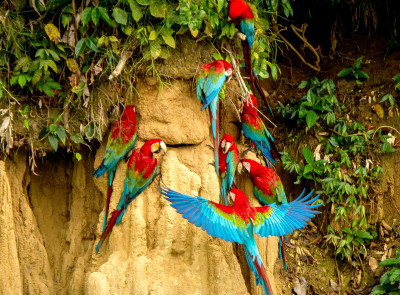 Red and Green Macaws in Brazil Puzzle en Animaux puzzles sur ...