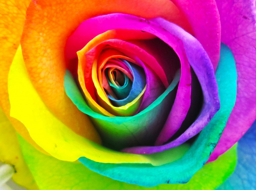 Rainbow Rose Closeup jigsaw puzzle in Puzzle of the Day puzzles on TheJigsawPuzzles.com
