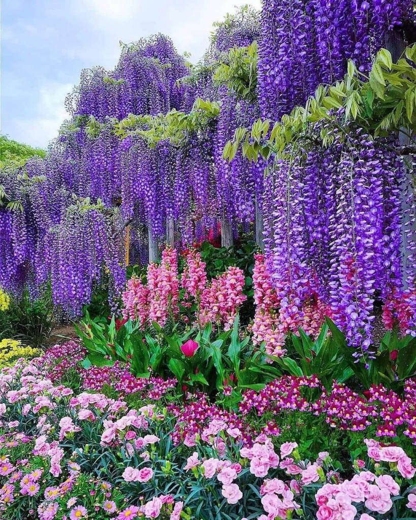 wisteria2 jigsaw puzzle in Sharlene McIntyre puzzles on TheJigsawPuzzles.com