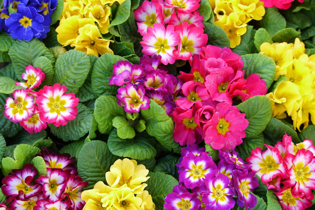 Primroses in the Garden jigsaw puzzle in Flowers puzzles on TheJigsawPuzzles.com