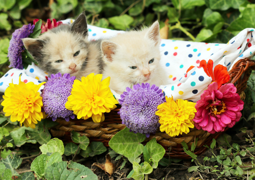 Kittens in a Wicker Basket jigsaw puzzle in Puzzle of the Day puzzles on TheJigsawPuzzles.com