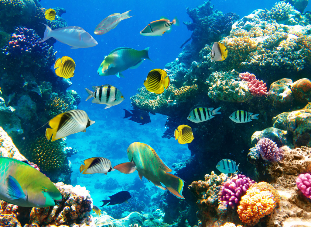 Coral Colony on a Reef, Egypt jigsaw puzzle in Under the Sea puzzles on TheJigsawPuzzles.com
