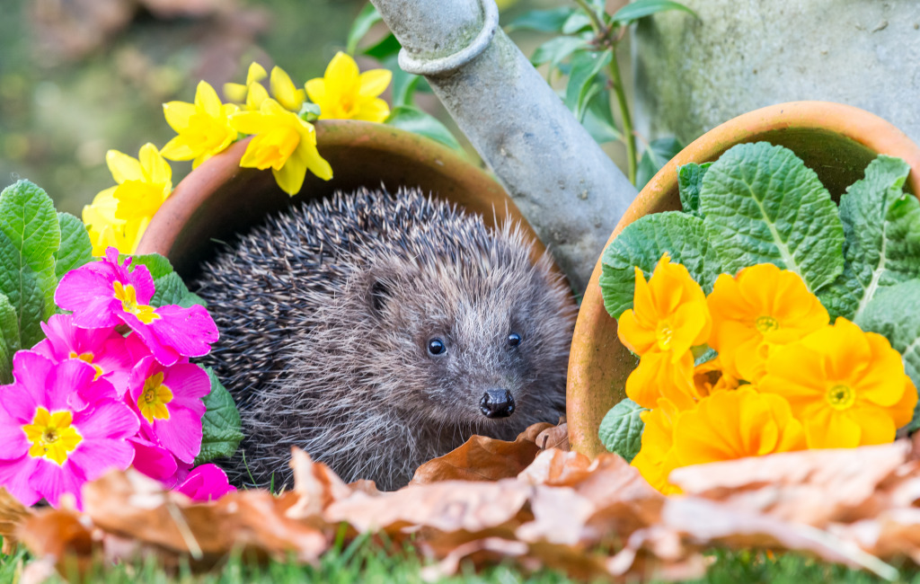 Hedgehog in the Garden jigsaw puzzle in Flowers puzzles on TheJigsawPuzzles.com