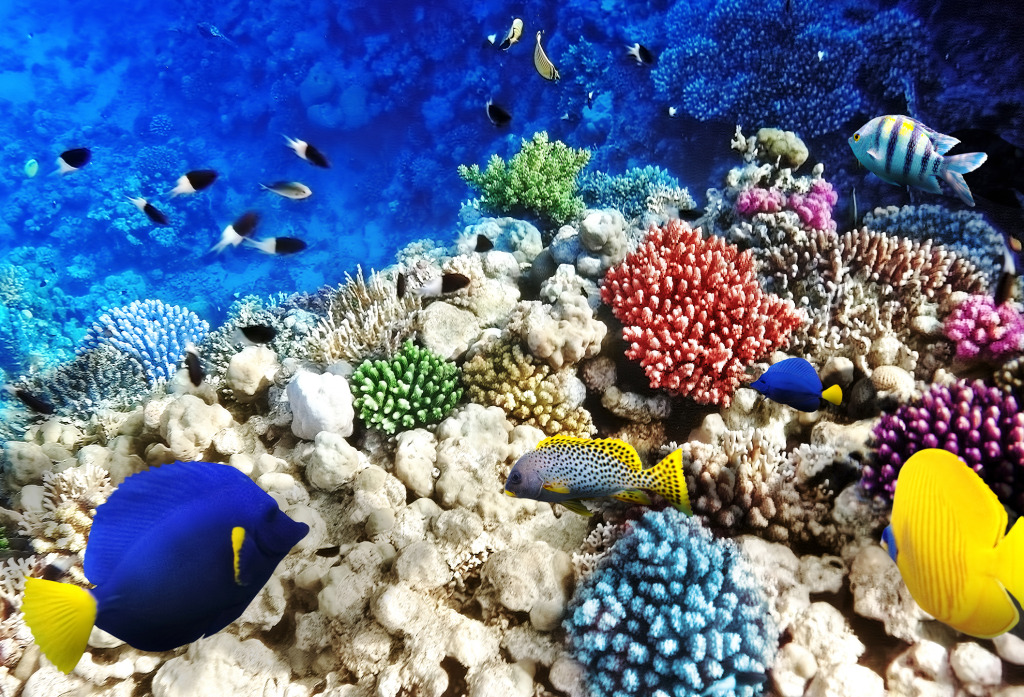 Korallen und Fische im Roten Meer jigsaw puzzle in Unter dem Meer puzzles on TheJigsawPuzzles.com