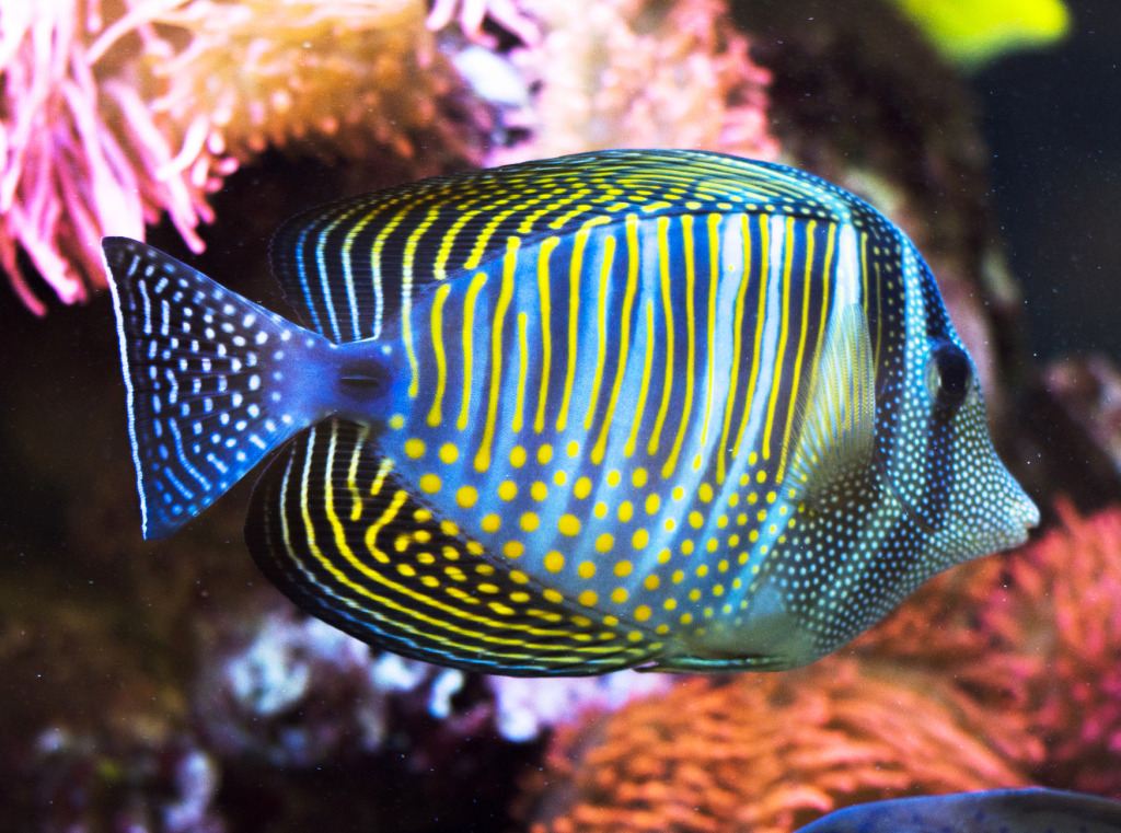 Sailfin Tang jigsaw puzzle in Sous les mers puzzles on TheJigsawPuzzles.com
