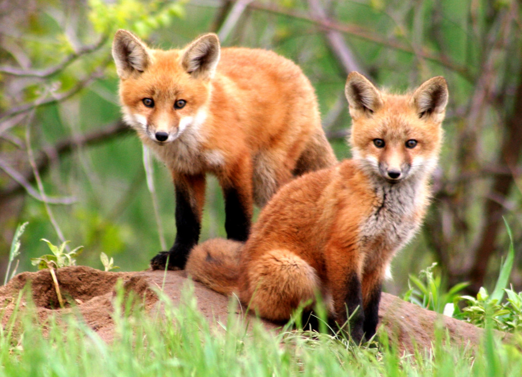 Curious Red Fox Cubs jigsaw puzzle in Animals puzzles on TheJigsawPuzzles.com