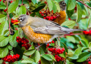 Robin Perched on a Cotoneaster