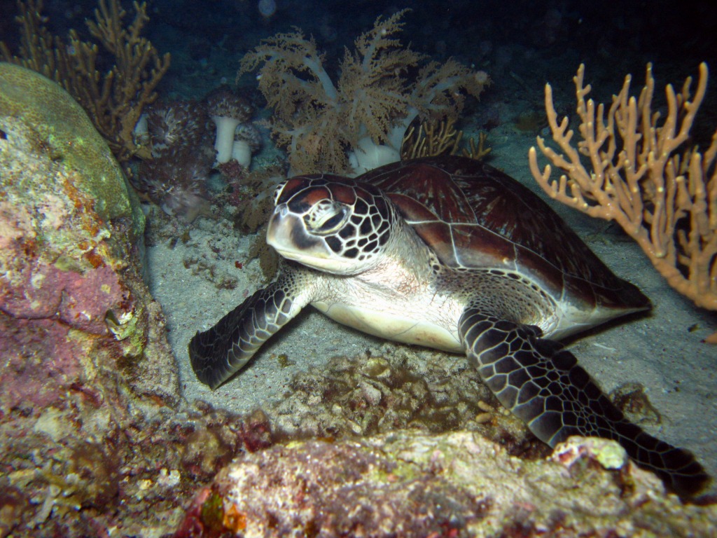 Sieste d'une tortue dans la mer verte jigsaw puzzle in Sous les mers puzzles on TheJigsawPuzzles.com