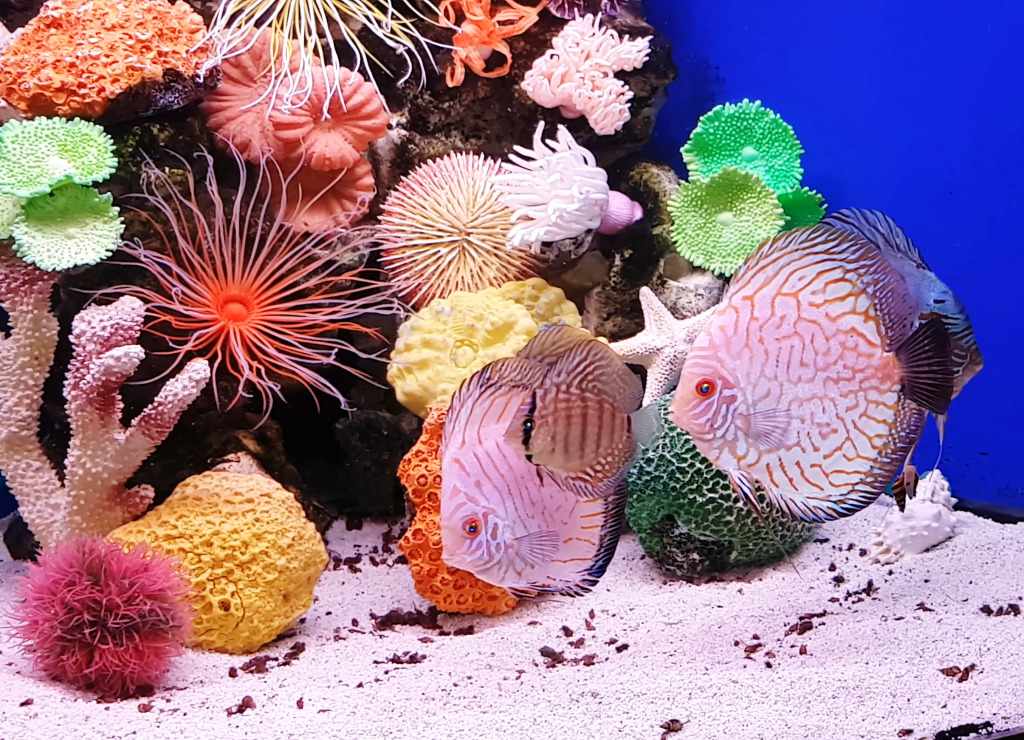 Aquarium avec poissons et coraux jigsaw puzzle in Sous les mers puzzles on TheJigsawPuzzles.com