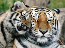 Siberian Tiger with a Cub