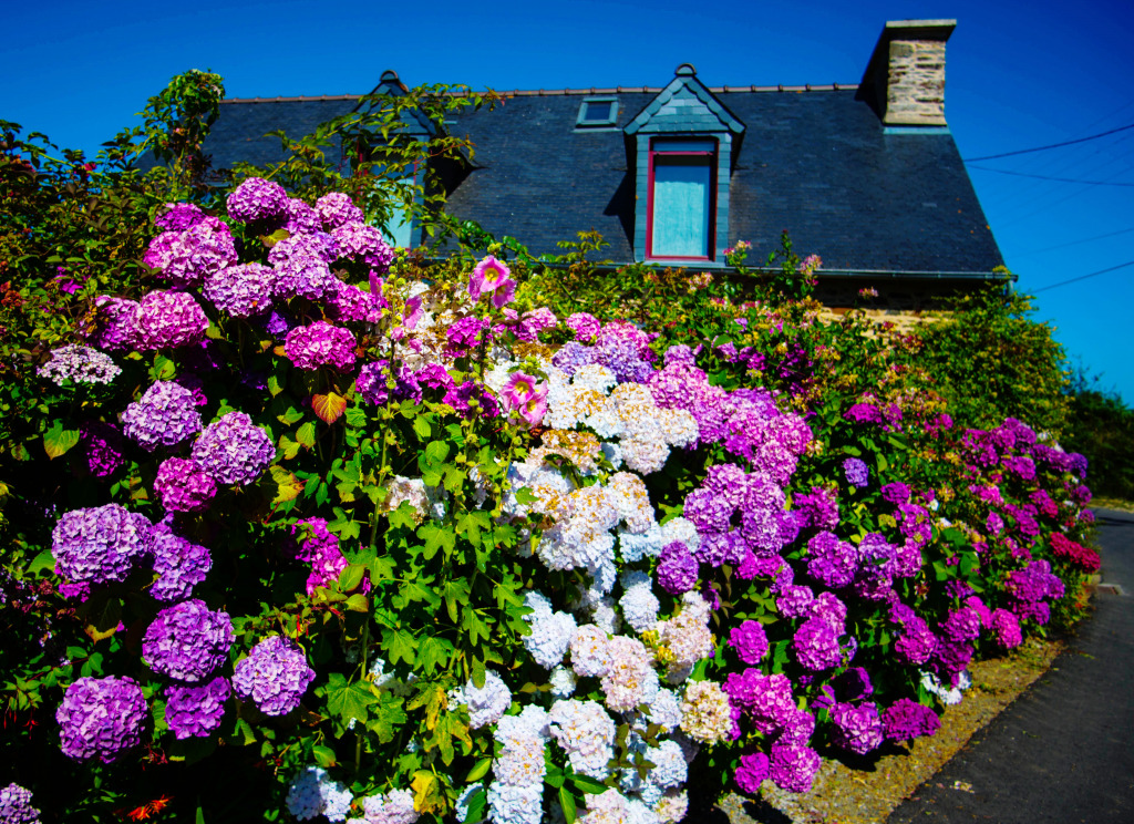 Plouha, Brittany, France jigsaw puzzle in Flowers puzzles on TheJigsawPuzzles.com