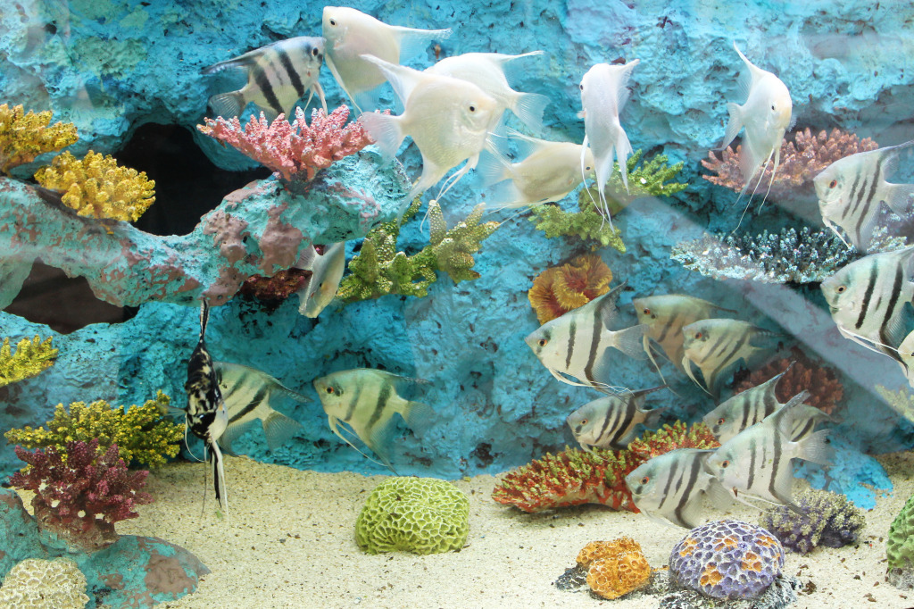 Tropische Fische im Aquarium jigsaw puzzle in Unter dem Meer puzzles on TheJigsawPuzzles.com
