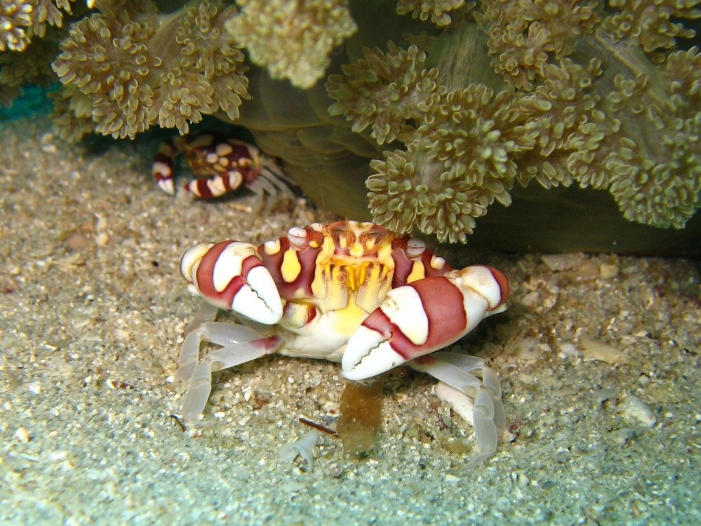 Lissocarcinus Laevis, Philippines jigsaw puzzle in Under the Sea puzzles on TheJigsawPuzzles.com