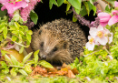 Hedgehog and Flowers