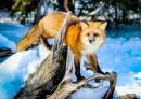 Red Fox in the Winter Snow