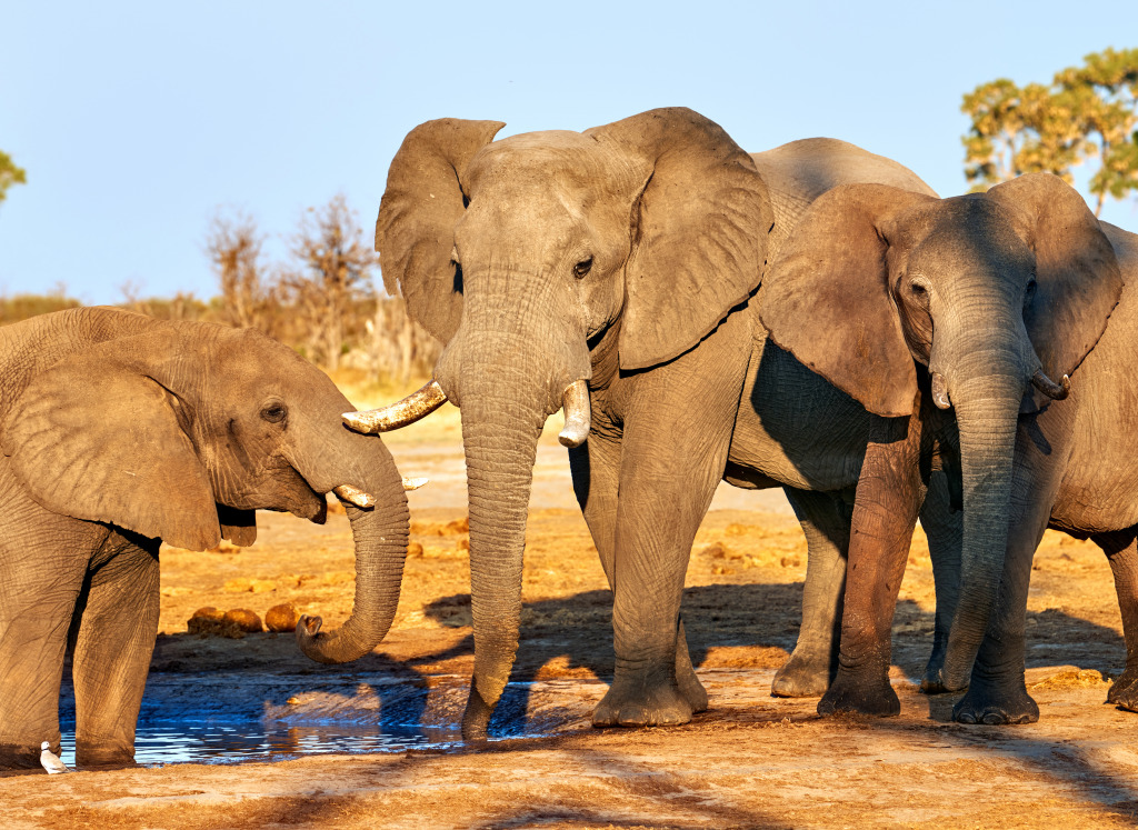 Éléphants dans le parc du Botswana jigsaw puzzle in Animaux puzzles on TheJigsawPuzzles.com