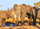 Elephants in Botswana Park