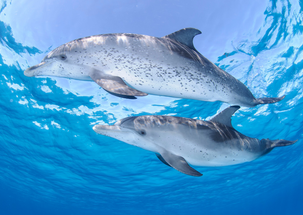 Pair of Dolphins jigsaw puzzle in Animals puzzles on TheJigsawPuzzles.com
