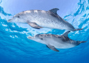 Pair of Dolphins