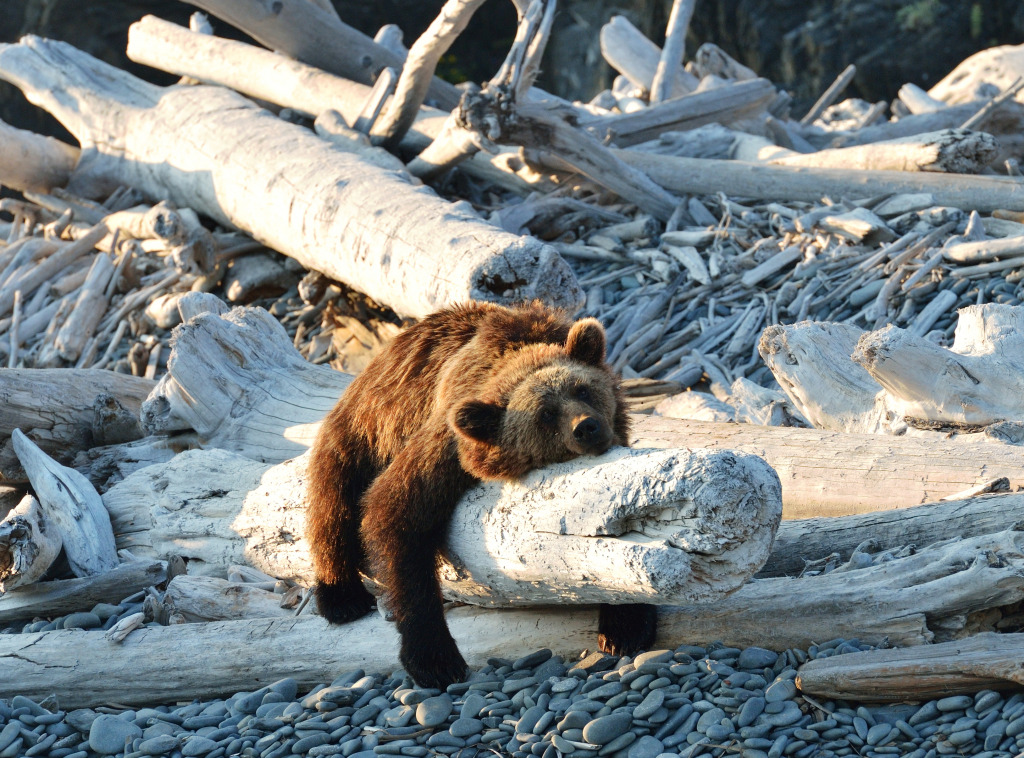 Brown Bear, Okhotsk Sea Coast jigsaw puzzle in Animals puzzles on TheJigsawPuzzles.com