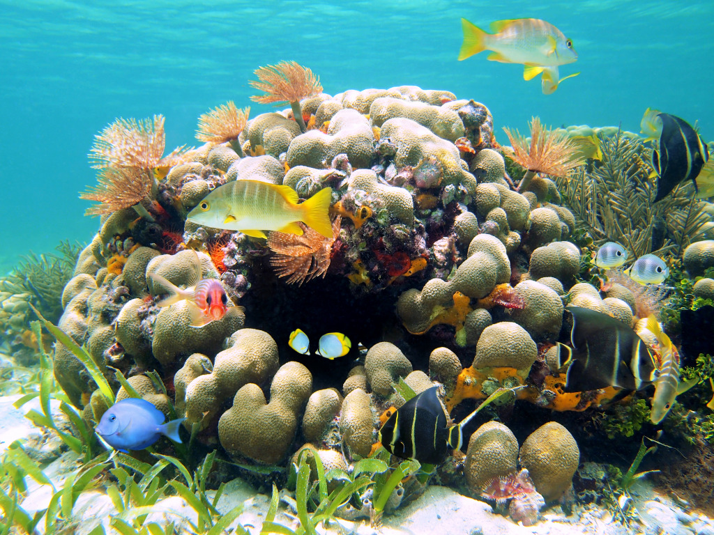 Coral Reef, Costa Rica jigsaw puzzle in Sous les mers puzzles on TheJigsawPuzzles.com
