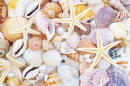 Pearls, Starfishes and Seashells