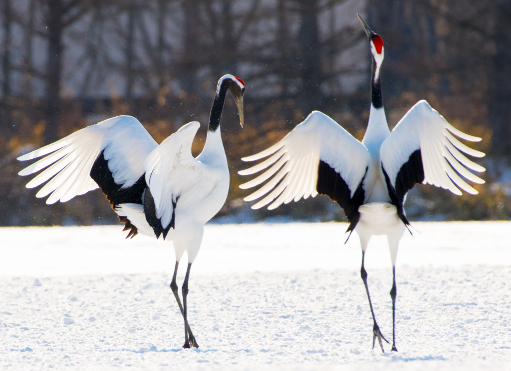 Japanese Crane Courtship Dance jigsaw puzzle in Animals puzzles on TheJigsawPuzzles.com