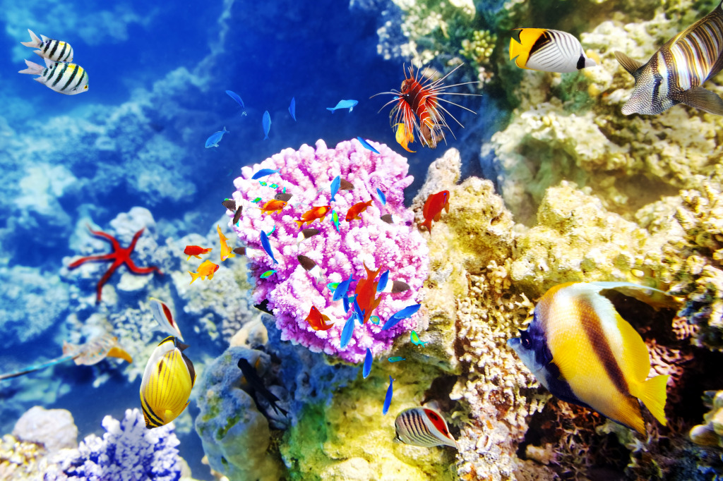 Korallen und tropische Fische jigsaw puzzle in Unter dem Meer puzzles on TheJigsawPuzzles.com