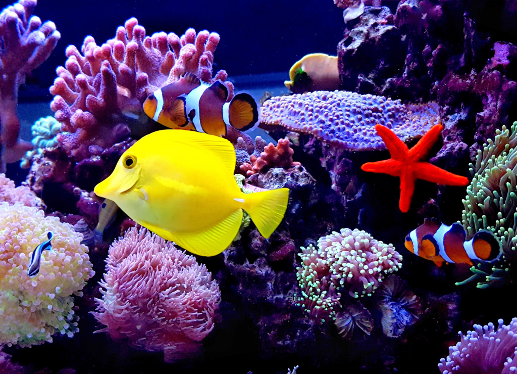 Морской аквариум jigsaw puzzle in Подводный мир puzzles on TheJigsawPuzzles.com