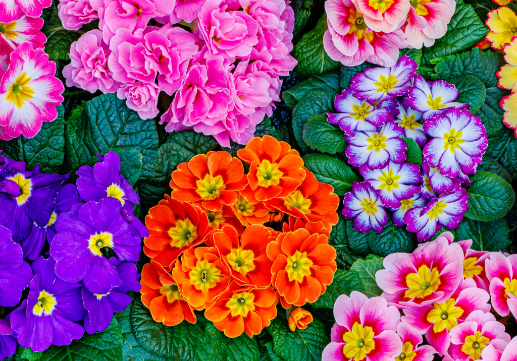 Primula Flowers in the Garden jigsaw puzzle in Flowers puzzles on TheJigsawPuzzles.com