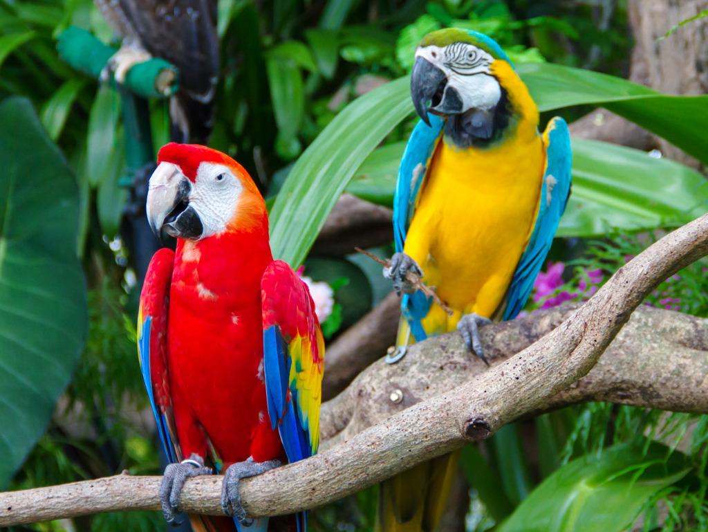 Colorful Macaws in the Forest jigsaw puzzle in Animals puzzles on TheJigsawPuzzles.com