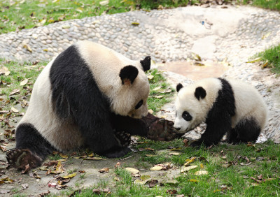 Giant Pandas jigsaw puzzle in Animals puzzles on TheJigsawPuzzles