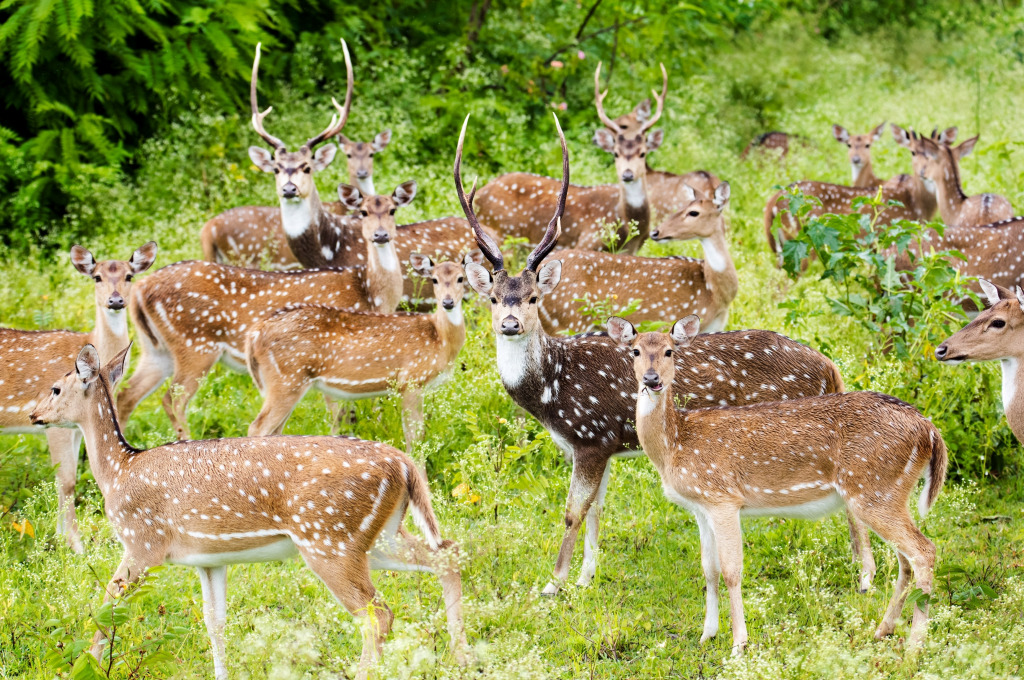 Spotted Deer in India jigsaw puzzle in Animals puzzles on TheJigsawPuzzles.com