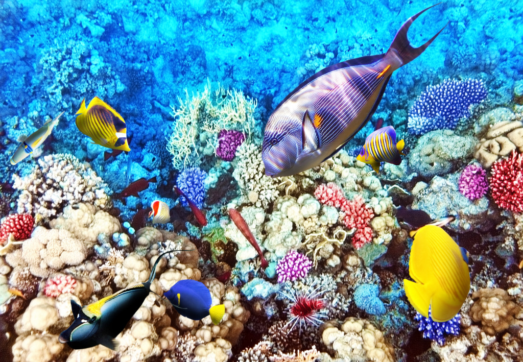 Red Sea, Egypt jigsaw puzzle in Sous les mers puzzles on TheJigsawPuzzles.com