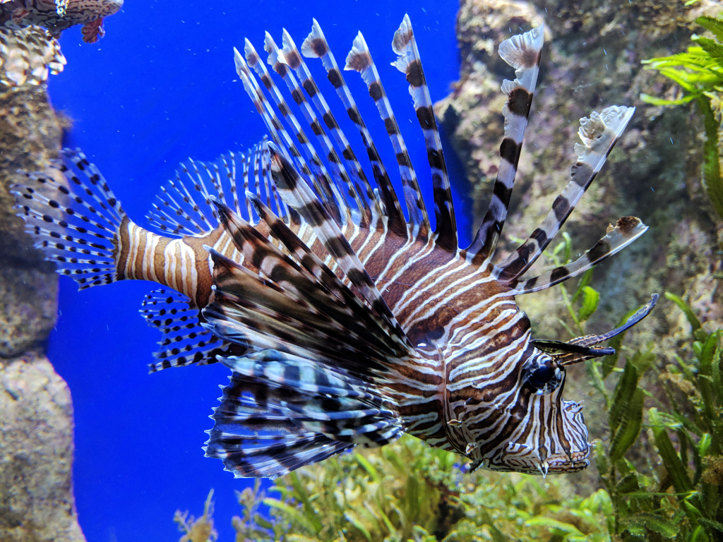 Lionfish jigsaw puzzle in Sous les mers puzzles on TheJigsawPuzzles.com