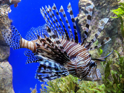 Lionfish jigsaw puzzle in Under the Sea puzzles on TheJigsawPuzzles.com ...