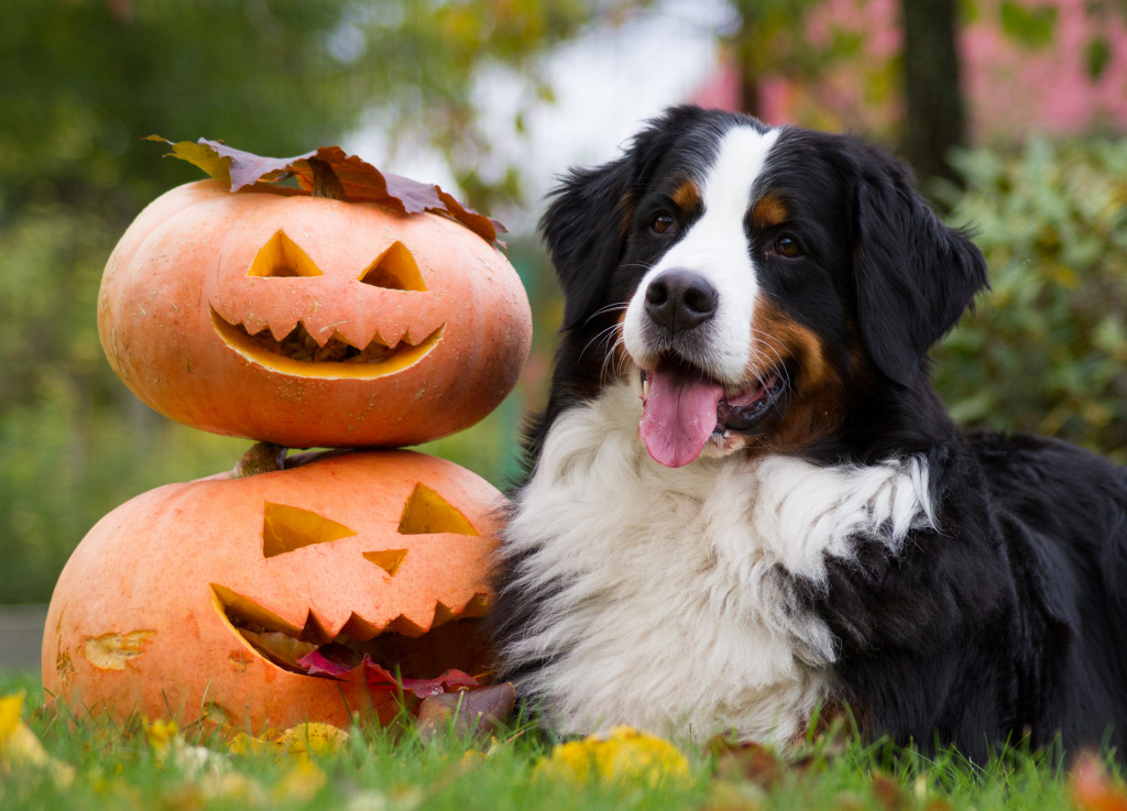 Bernese Mountain Dog with Pumpkins jigsaw puzzle in Halloween puzzles on TheJigsawPuzzles.com