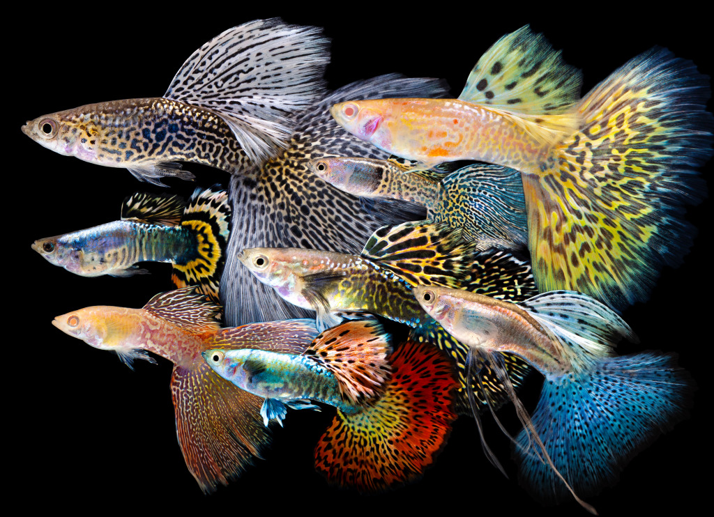 Platinum Guppy Fish jigsaw puzzle in Sous les mers puzzles on TheJigsawPuzzles.com