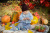 Kid in the Autumn Garden